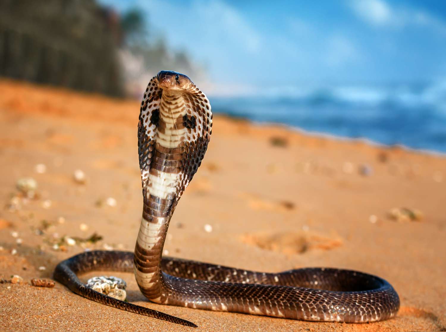 10-king-cobra-facts-you-need-to-know