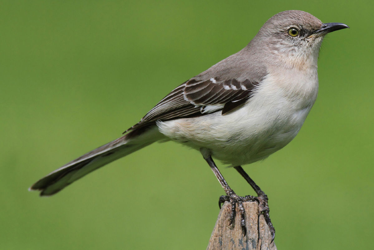 10-mockingbird-facts-you-might-not-know