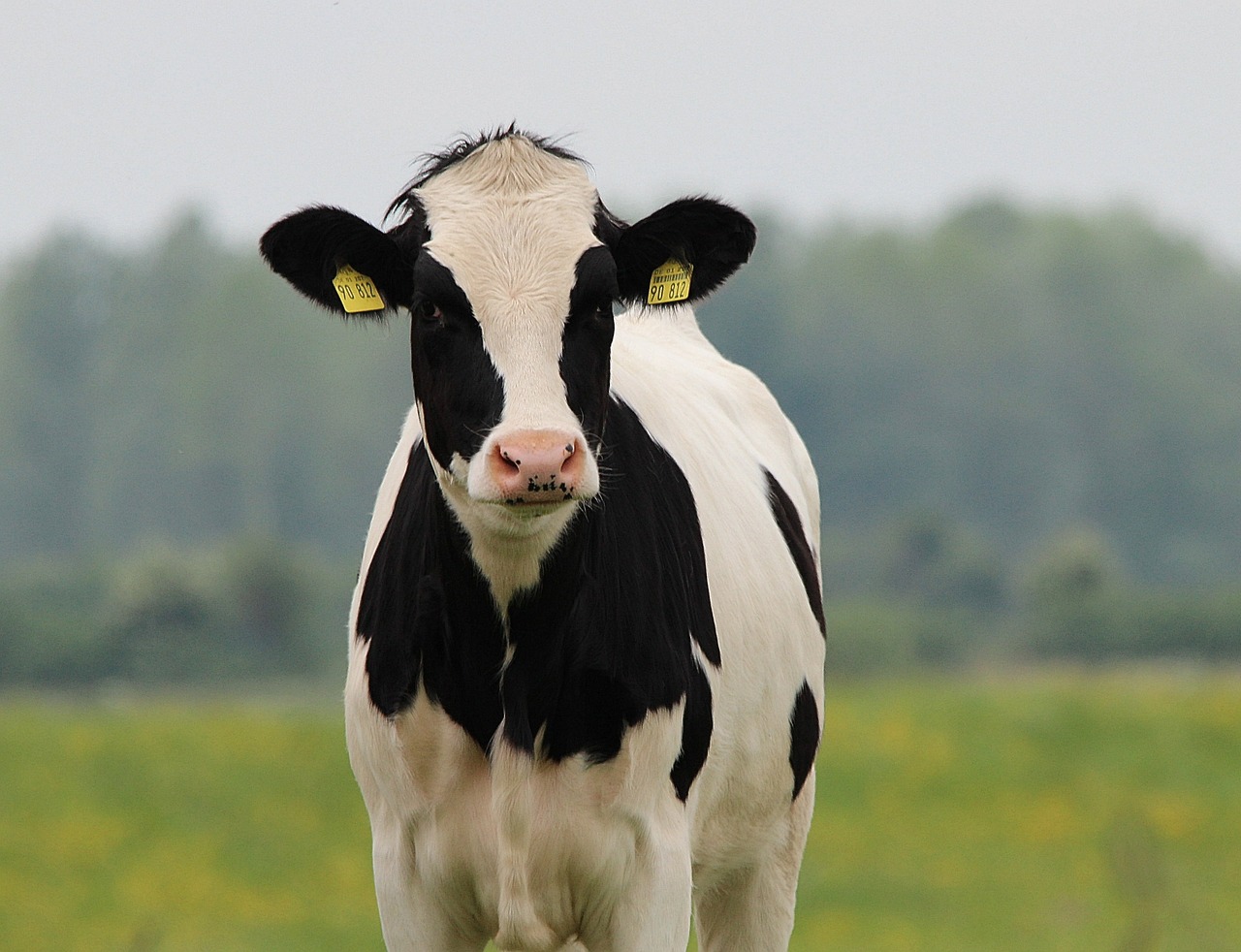 12-amazing-cow-facts-for-young-animal-lovers