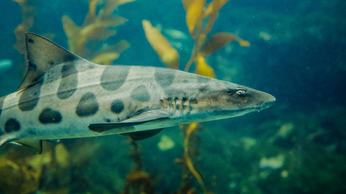 12-facts-about-leopard-sharks