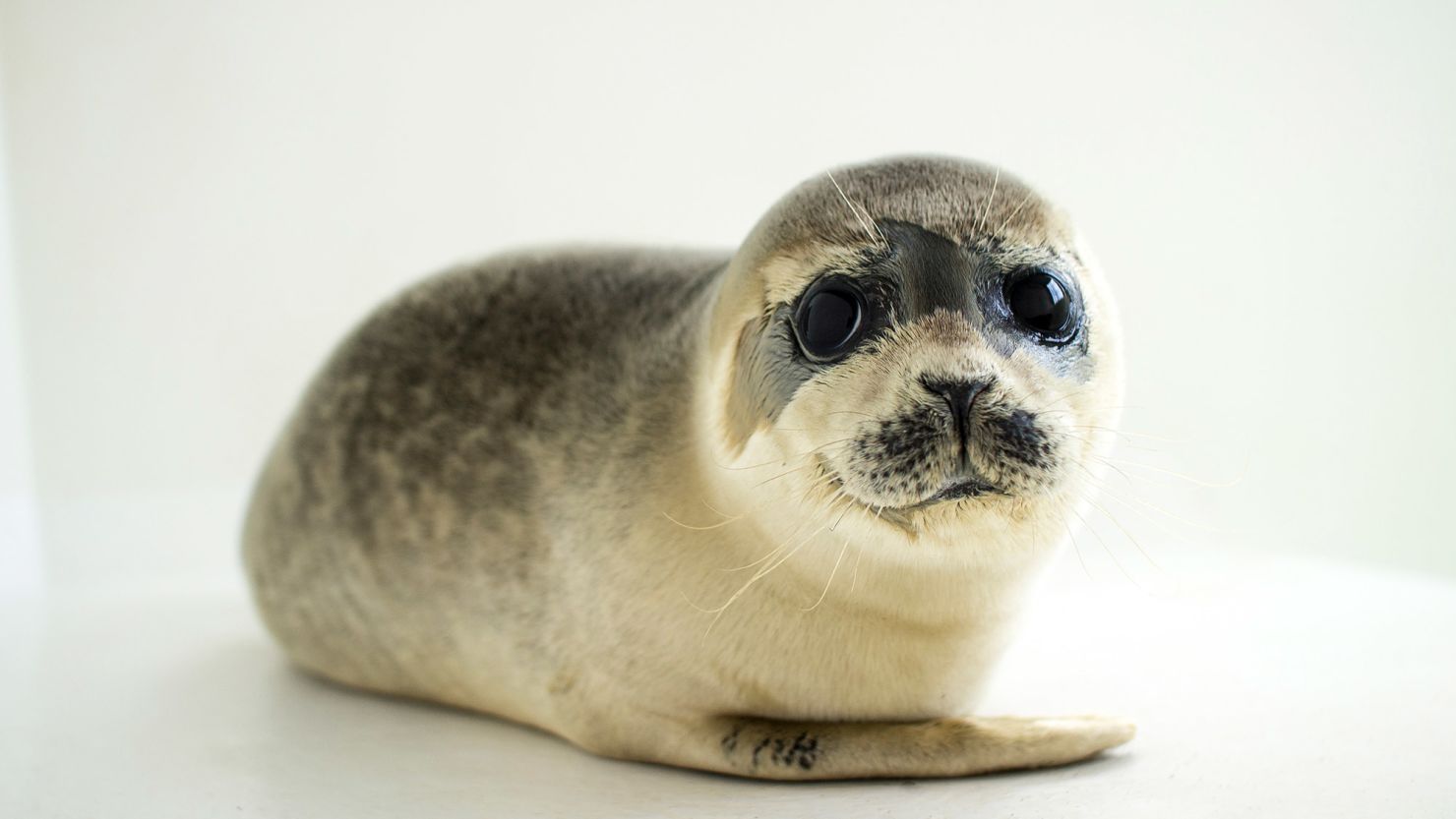 12-facts-about-seals