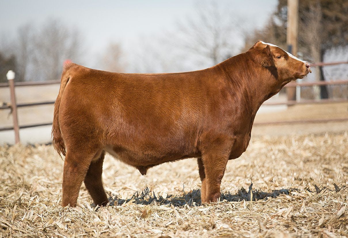 12-facts-about-simmental-cattle