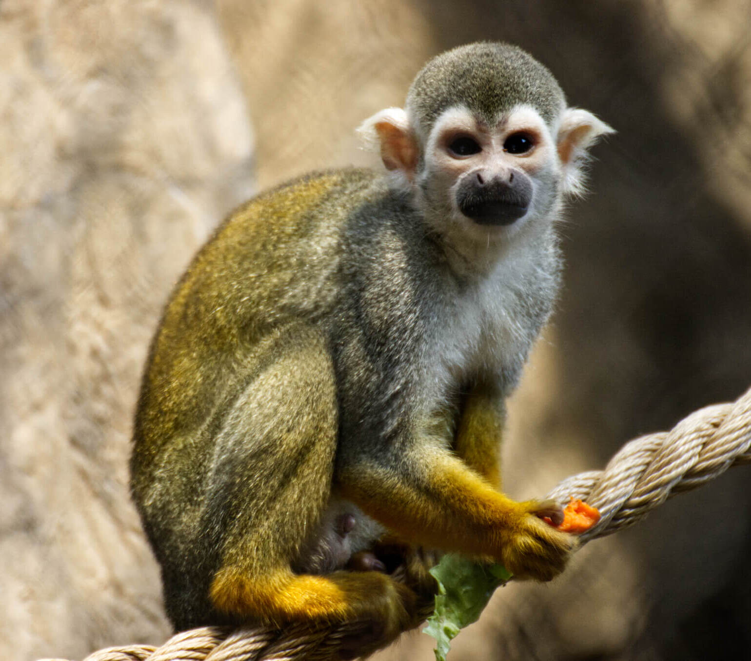 12-facts-about-squirrel-monkeys