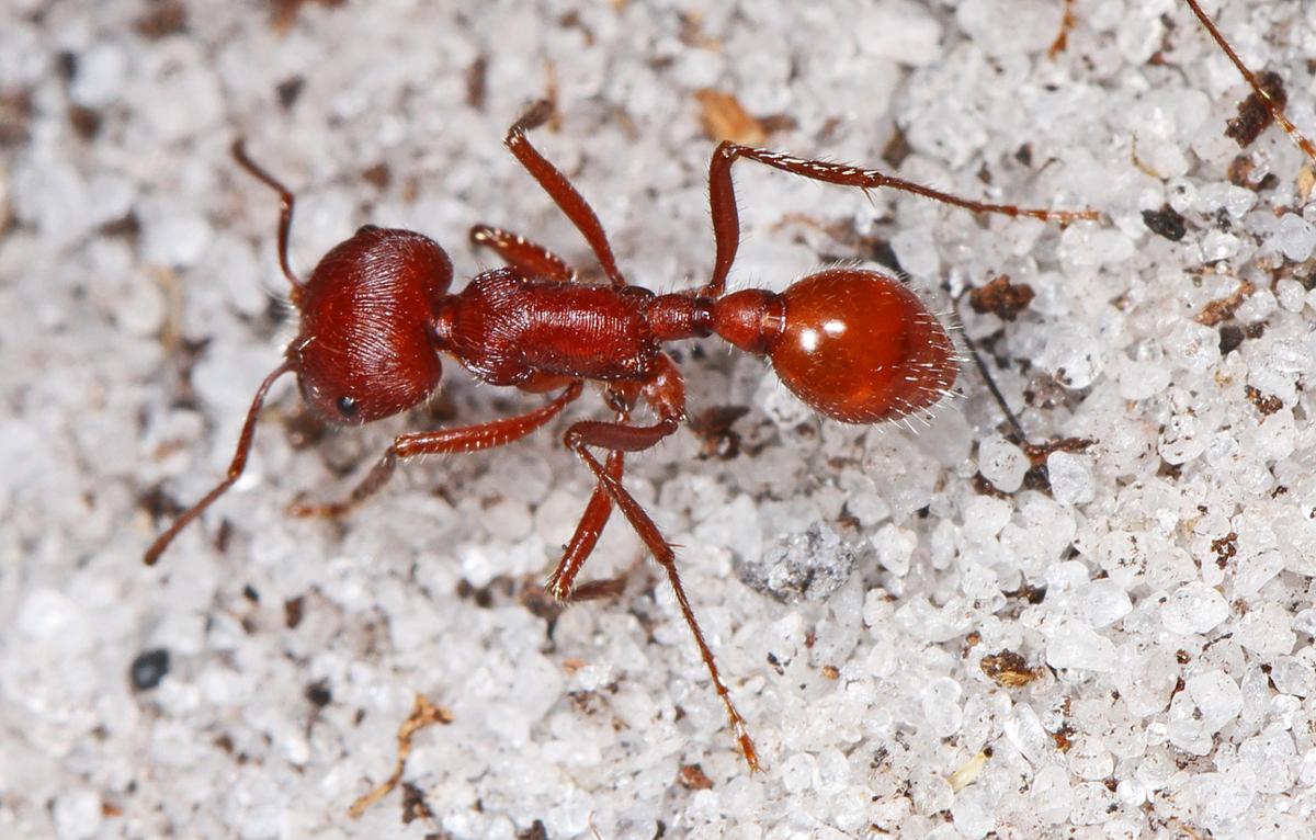 12-fascinating-facts-about-ants-natures-architects