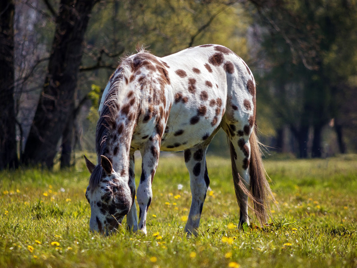 12-fascinating-facts-about-appaloosa-horses
