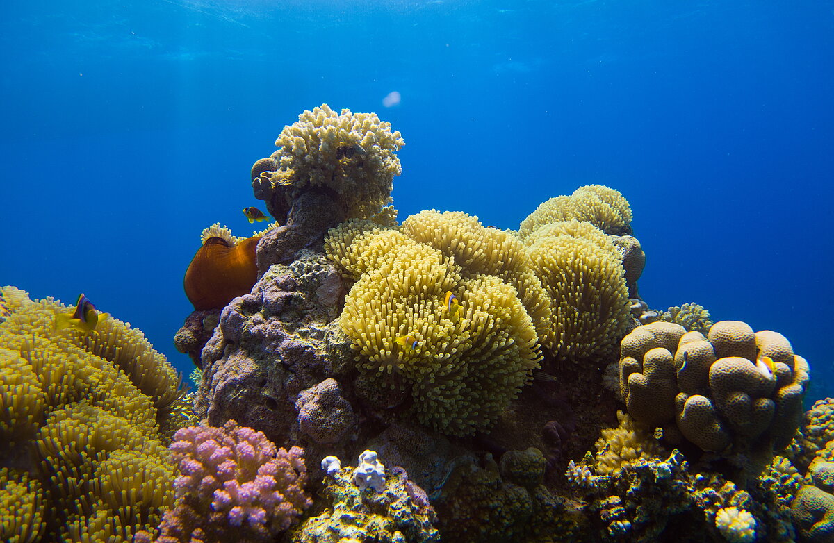 12-fascinating-facts-about-coral-ecosystems