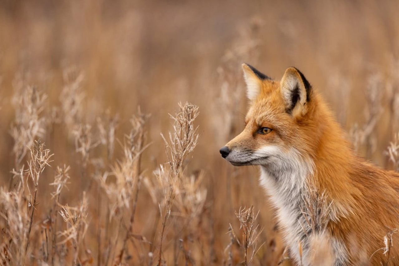 12-fascinating-facts-about-foxes
