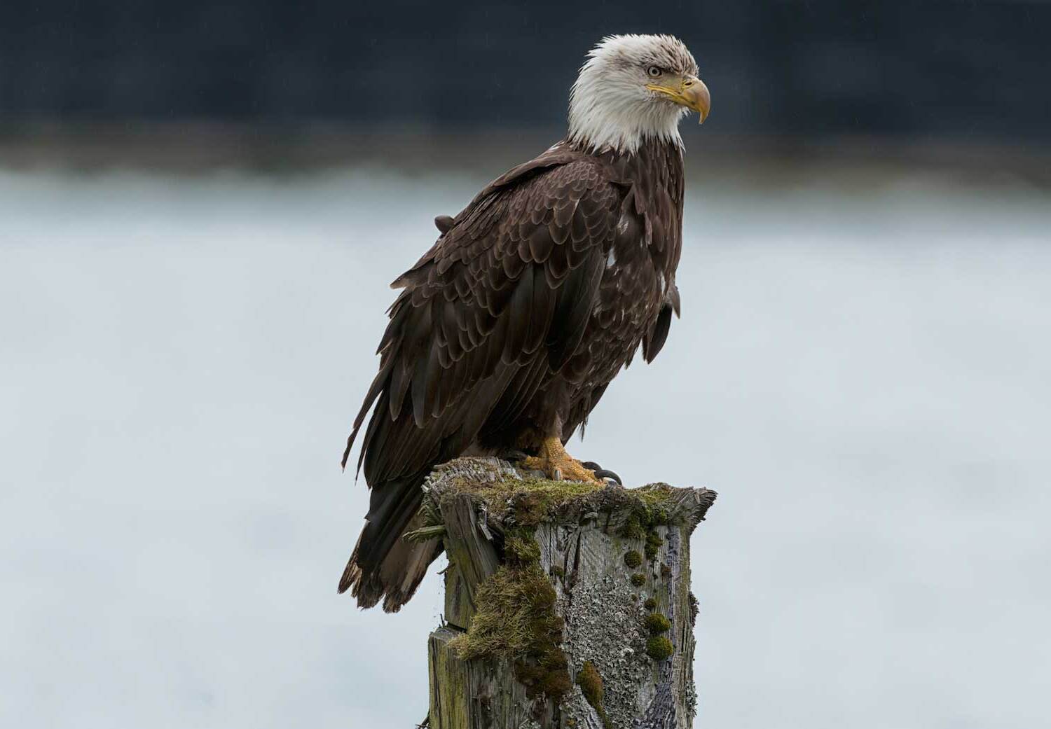 15-bald-eagle-facts-majesty-in-skies-unveiled