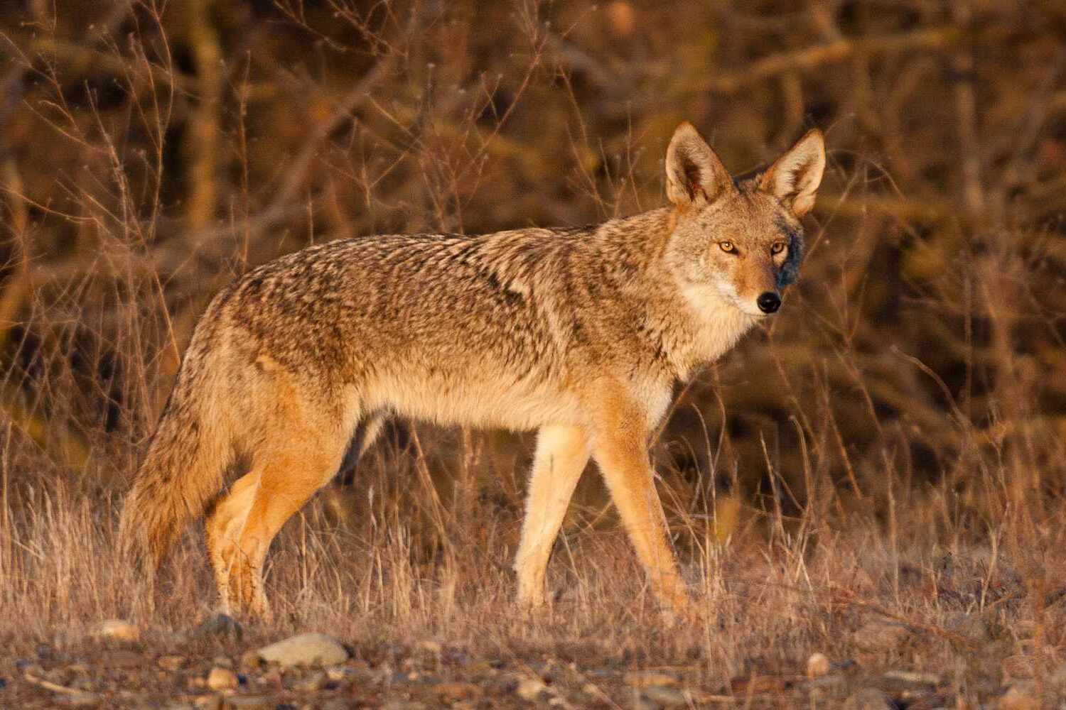 15-cool-coyote-facts-for-young-nature-enthusiasts