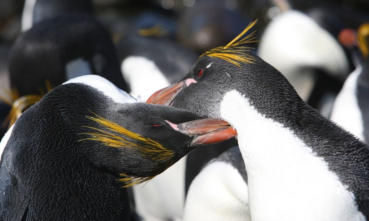 15-cool-facts-about-macaroni-penguins