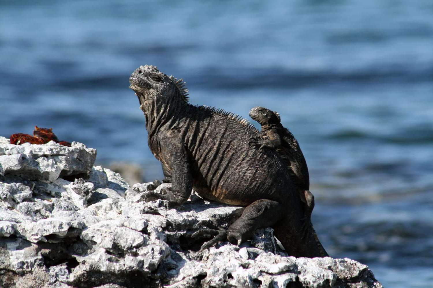 15-facts-about-marine-iguanas