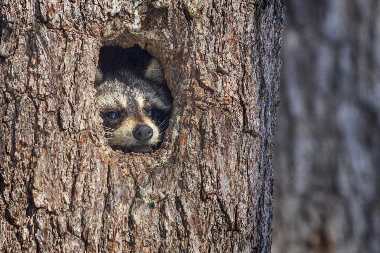 15-facts-about-raccoons-natures-masked-bandits