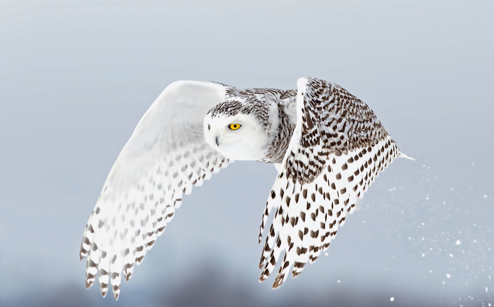 15-facts-about-snowy-owls