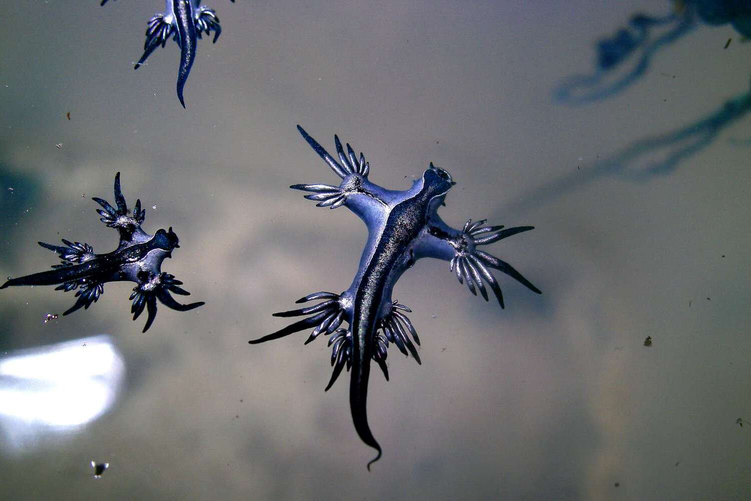 15-facts-about-the-blue-glaucus
