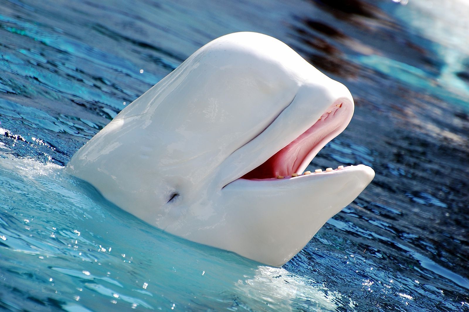 15-fascinating-beluga-whale-facts-arctic-marvels-unveiled