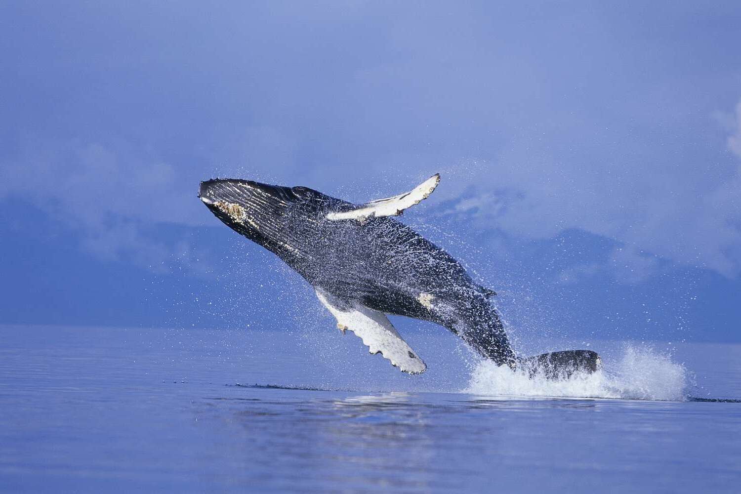 15-humpback-whale-facts-revealed