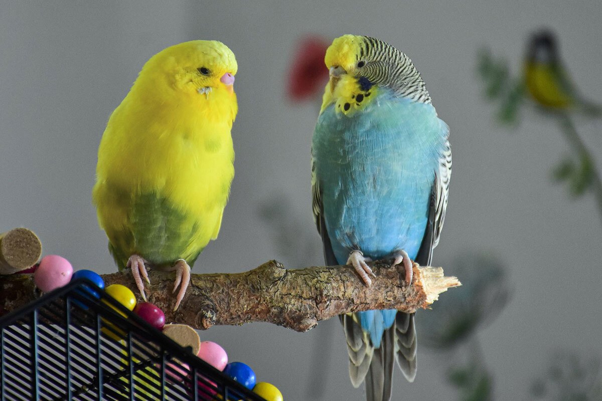 15-parakeet-facts-for-bird-lovers