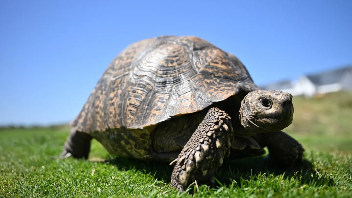 15-tortoise-facts-that-will-fascinate-you