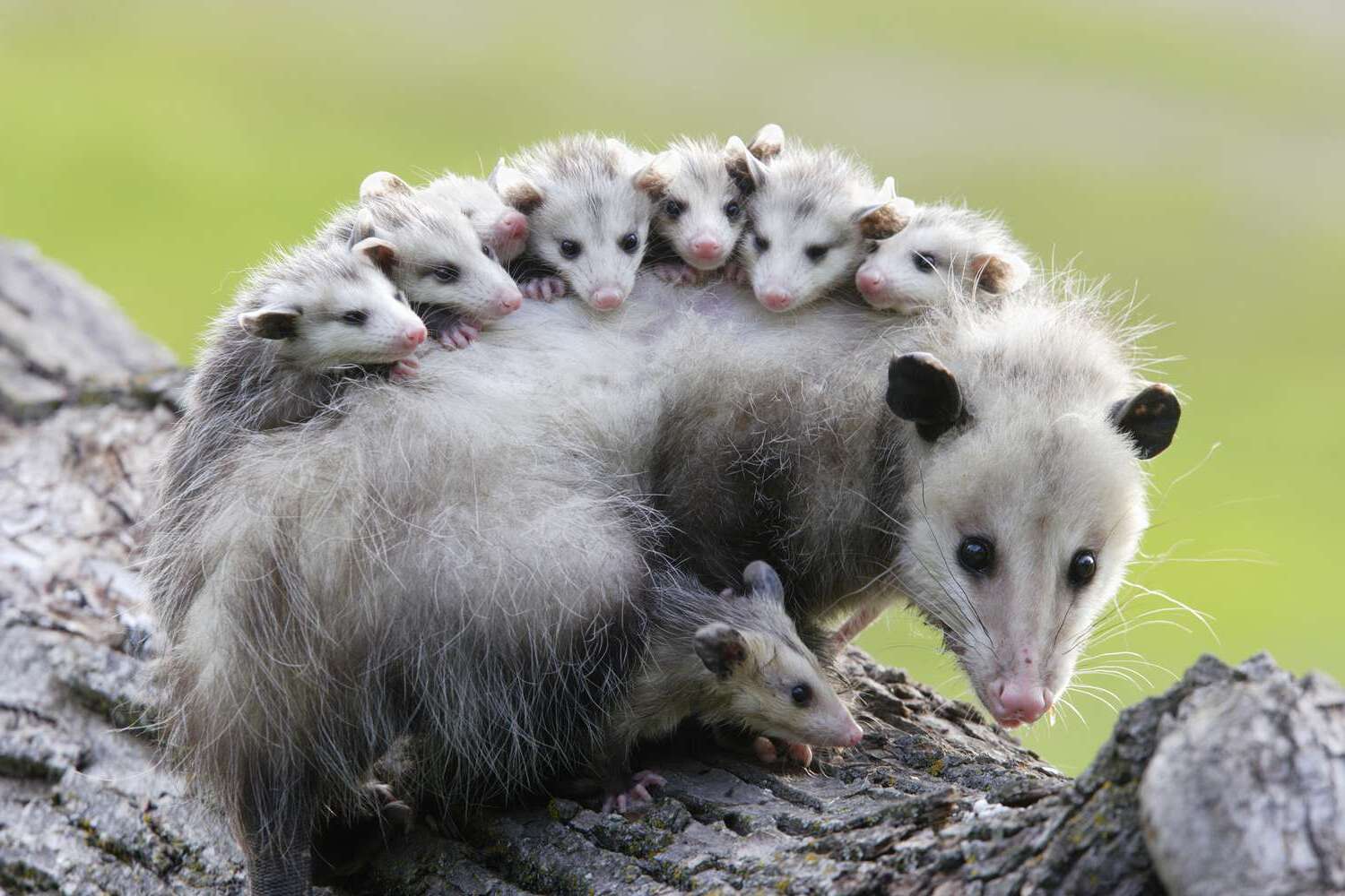 17-facts-about-opossums-you-didnt-know