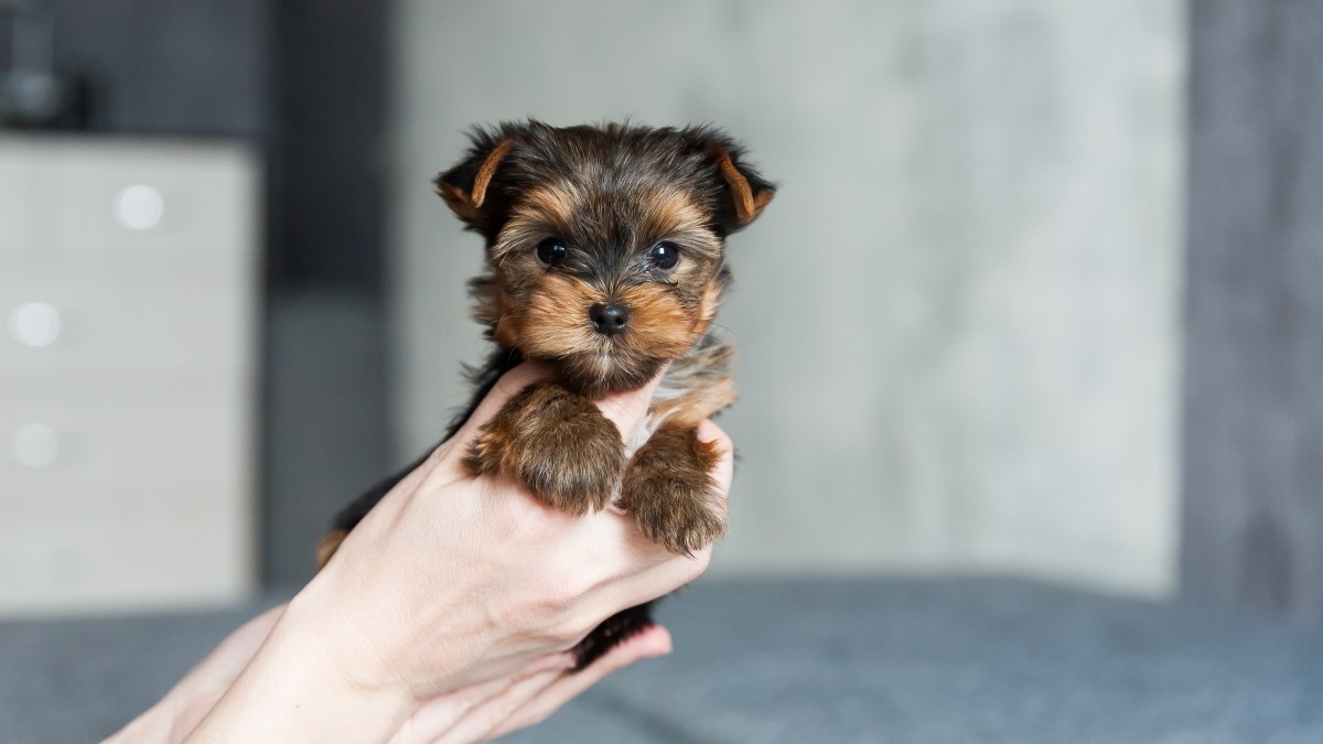 20-adorable-facts-about-puppies