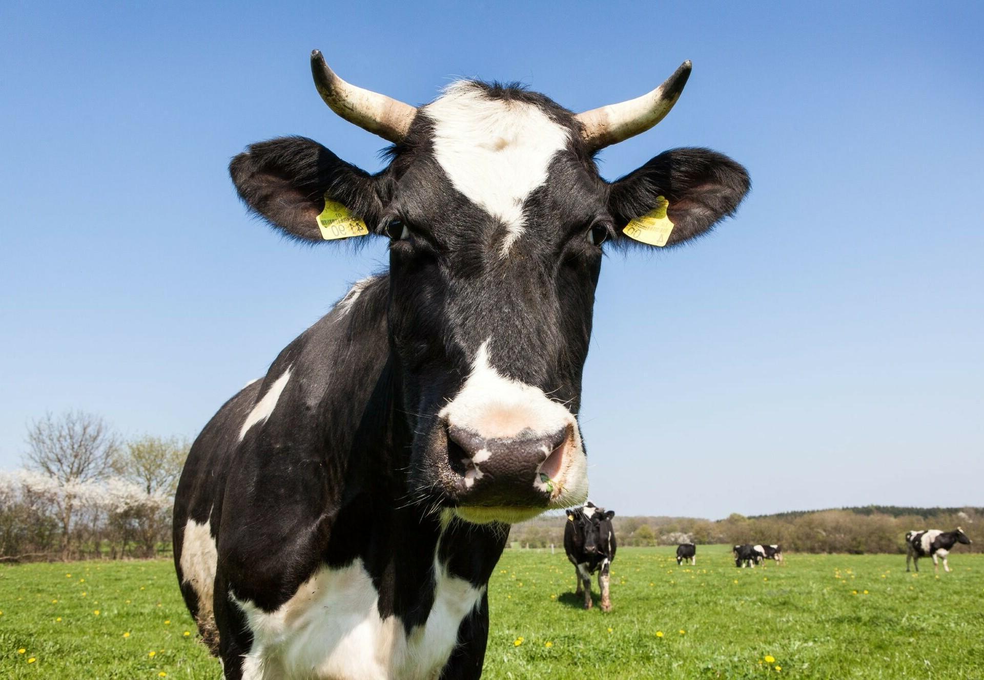 20-amazing-cow-facts-you-probably-didnt-know