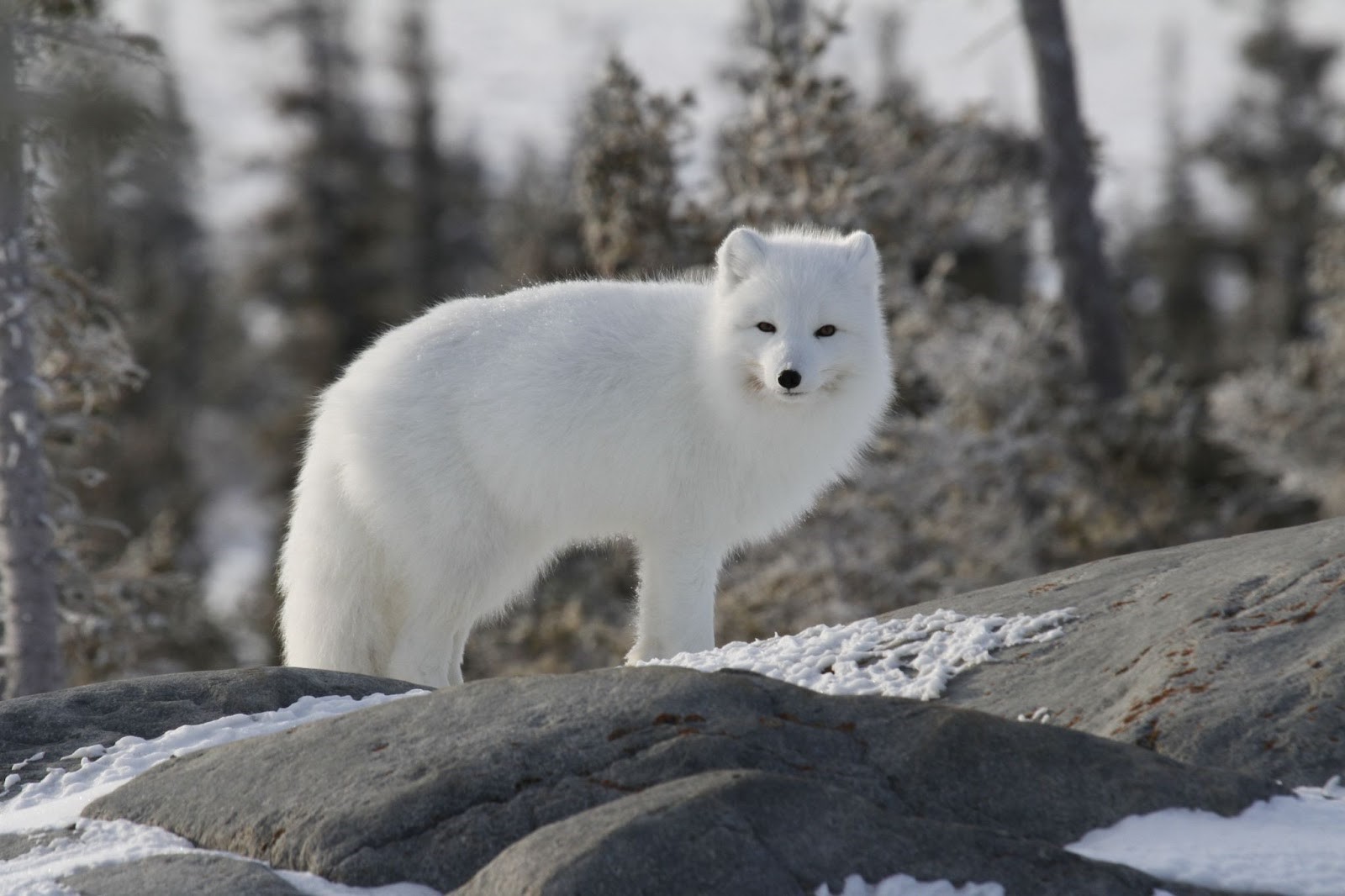20-arctic-fox-facts-revealed