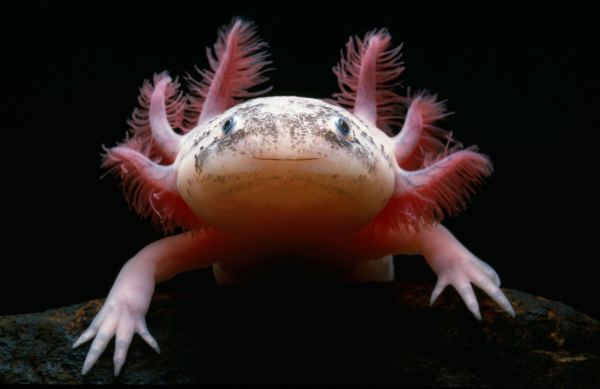20-axolotl-facts-you-didnt-know