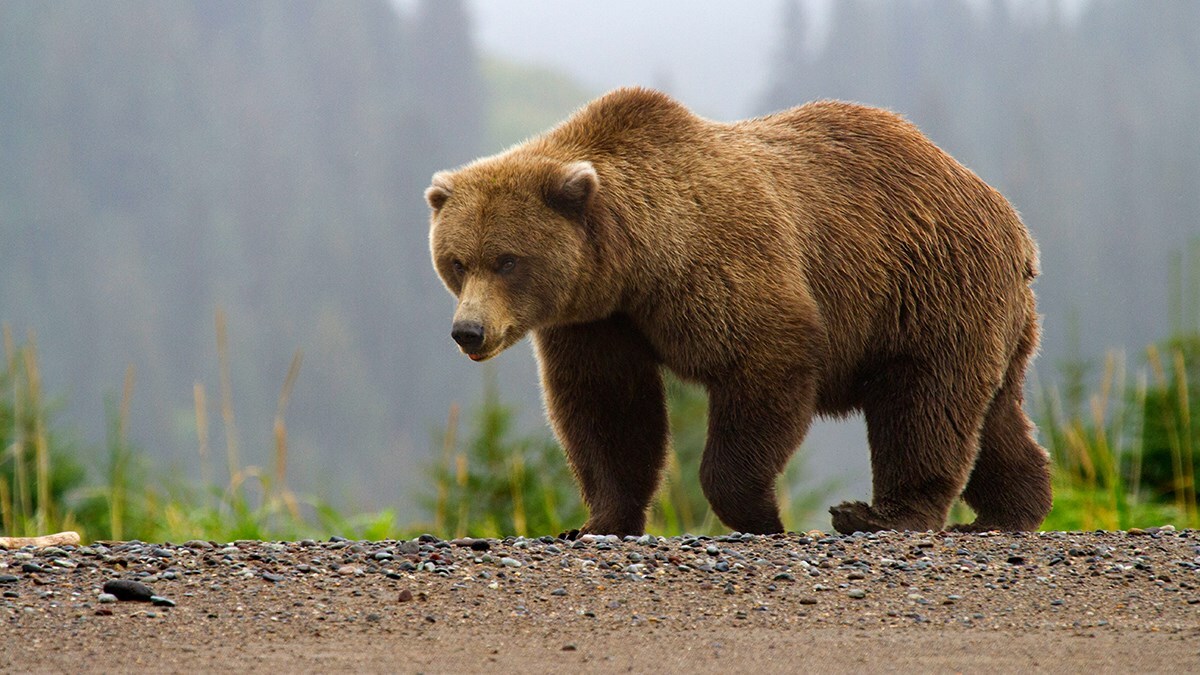 20-brown-bear-facts-for-kids