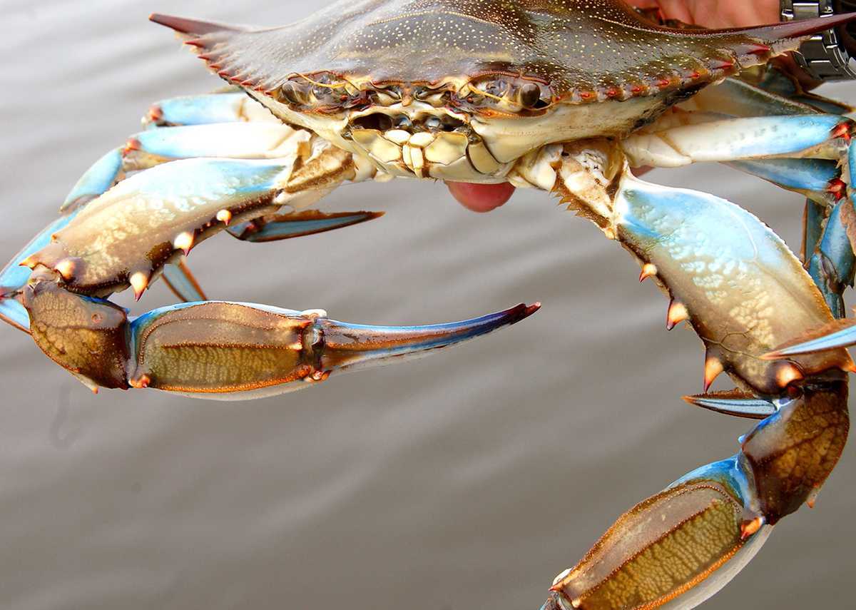 20-captivating-crab-facts-you-didnt-know