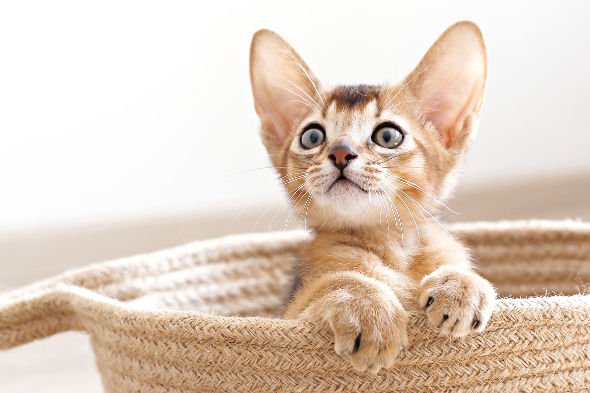 20-captivating-facts-about-kittens