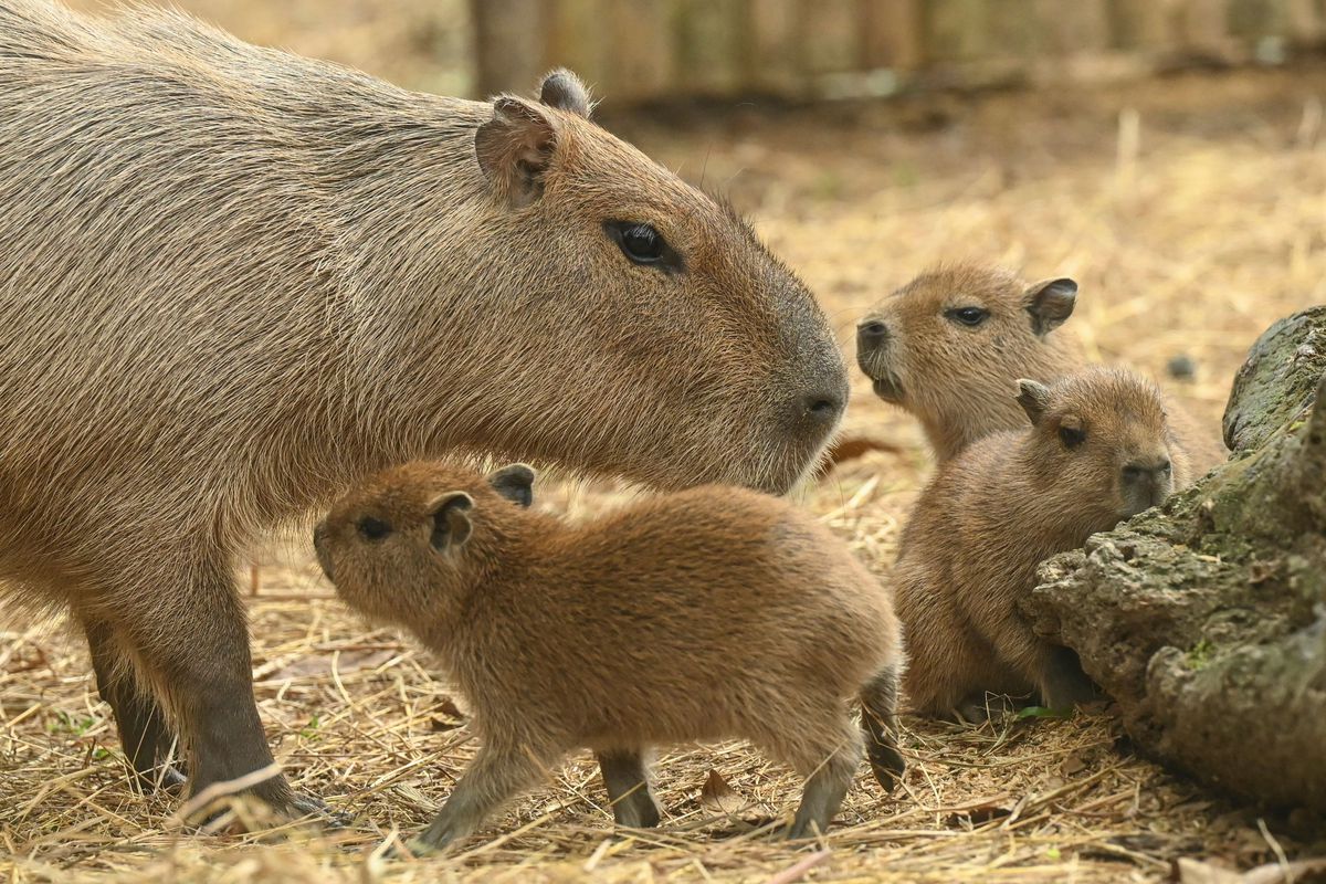 20-capybara-facts-youll-love