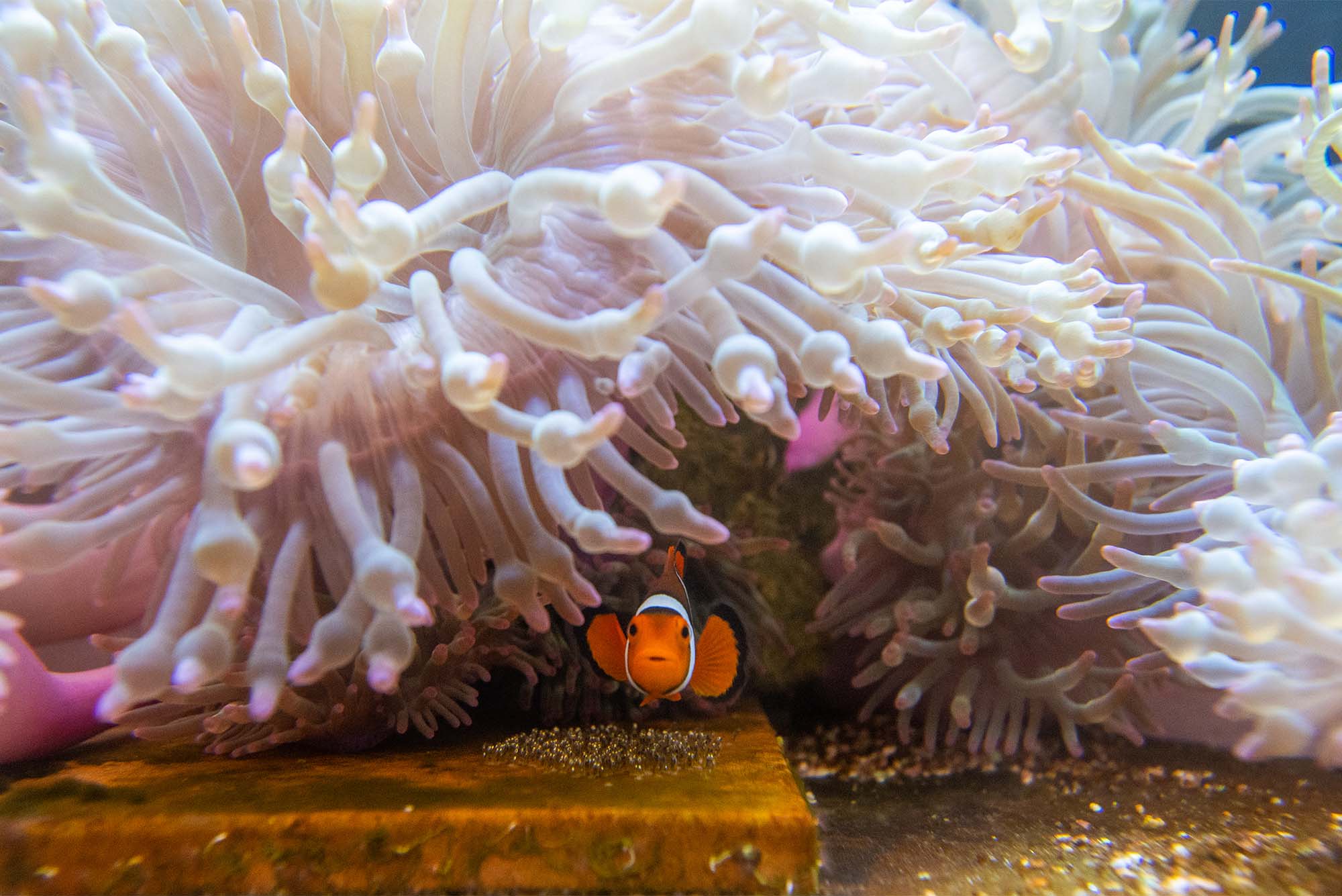 20-clownfish-facts-you-never-knew