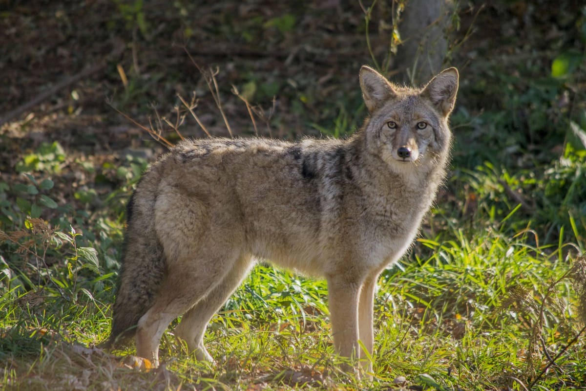 20-coyote-facts-you-didnt-know