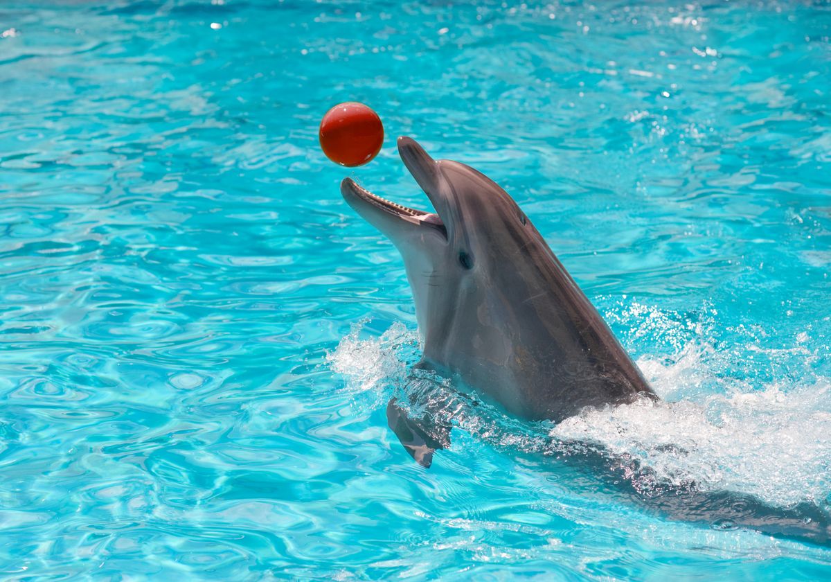 20-disturbing-facts-about-dolphins