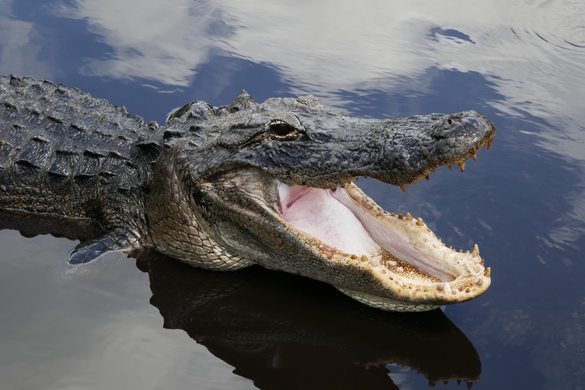 20-facts-about-alligators-natures-apex-predators