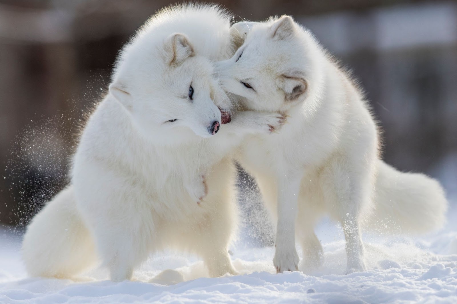 20-facts-about-arctic-foxes