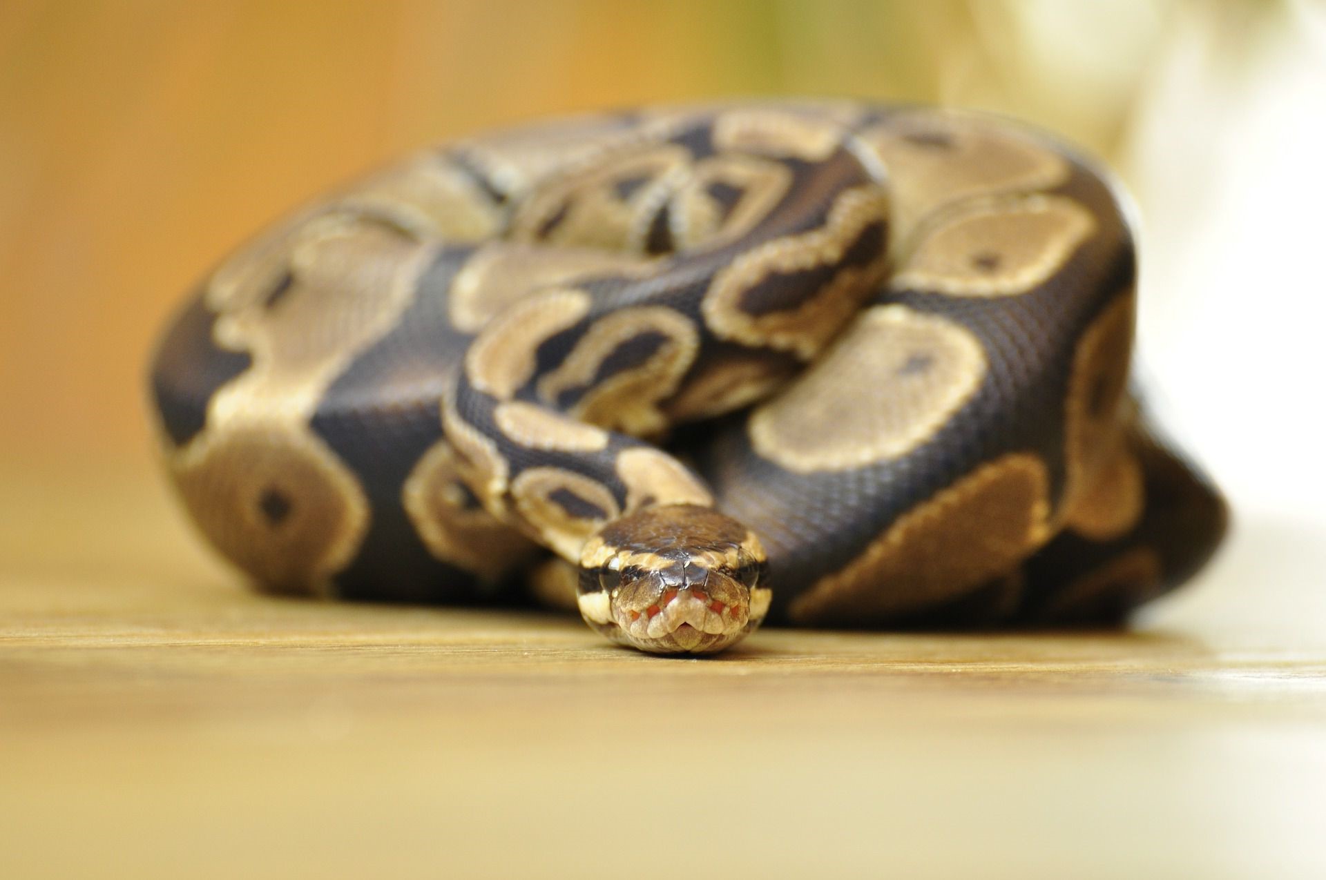 20-facts-about-ball-pythons