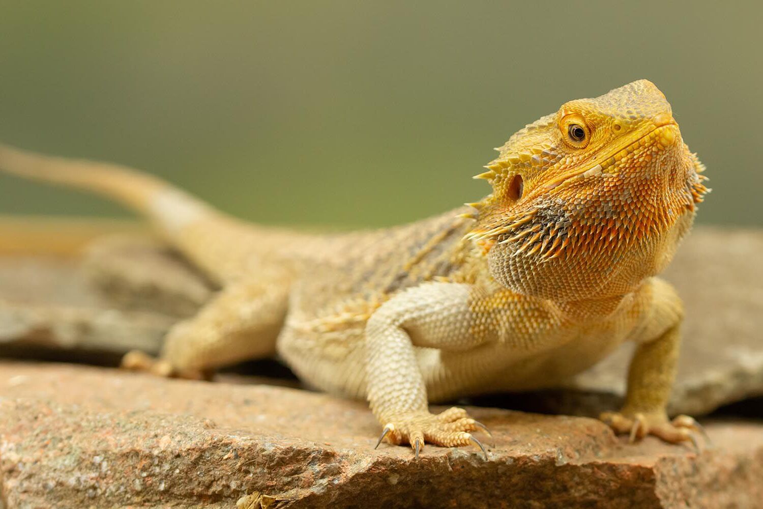 20-facts-about-bearded-dragons