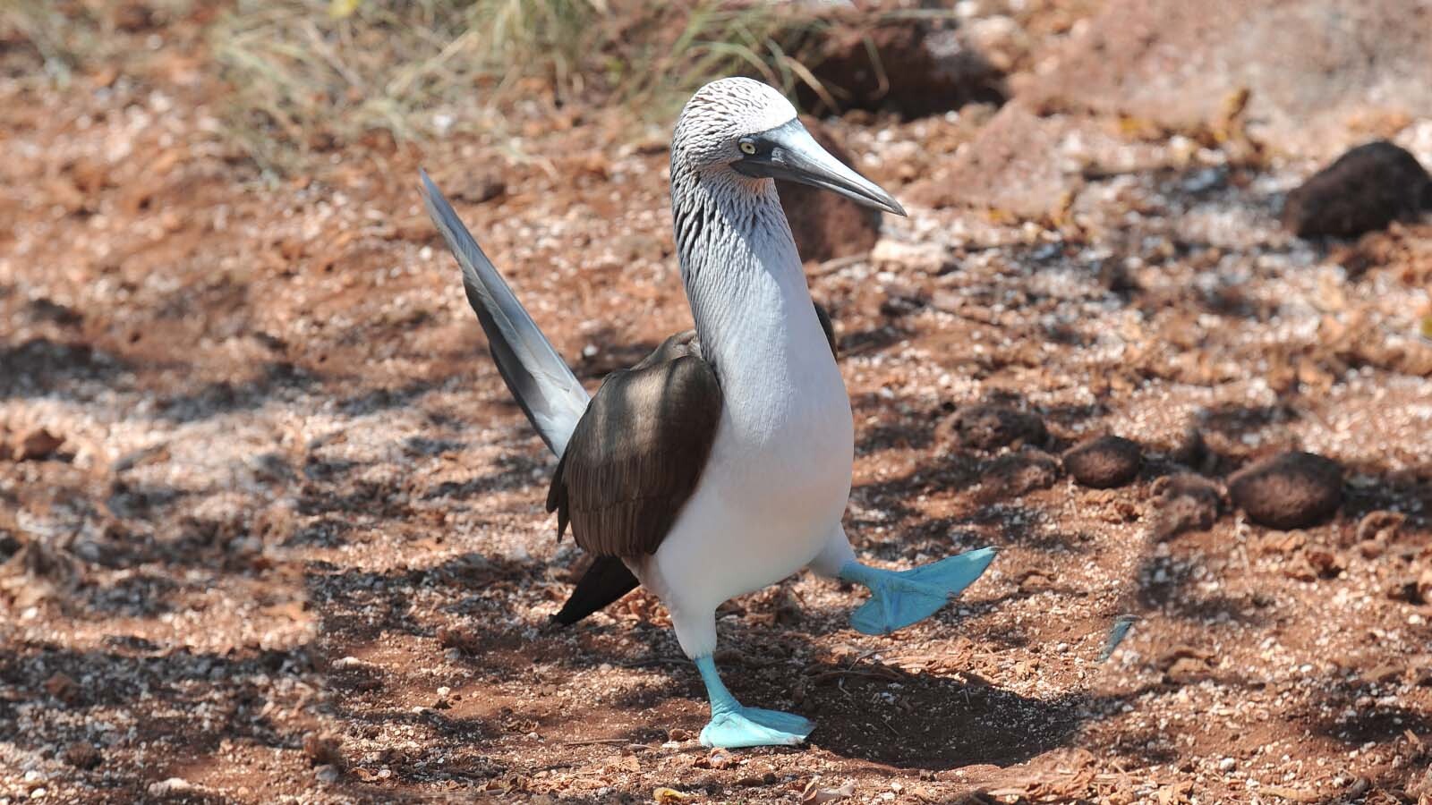 20-facts-about-blue-footed-boobies