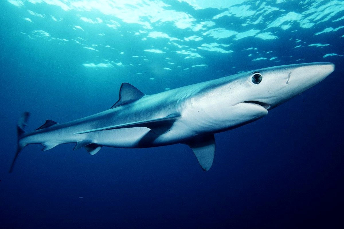 20-facts-about-blue-sharks-ocean-mysteries