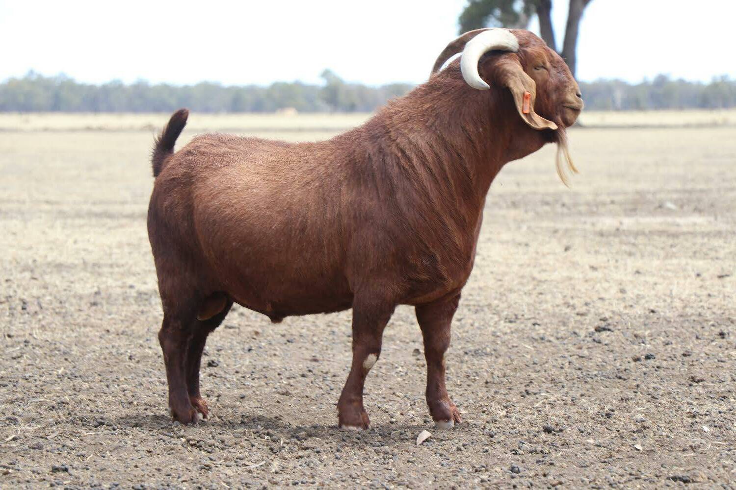 20-facts-about-boer-goats