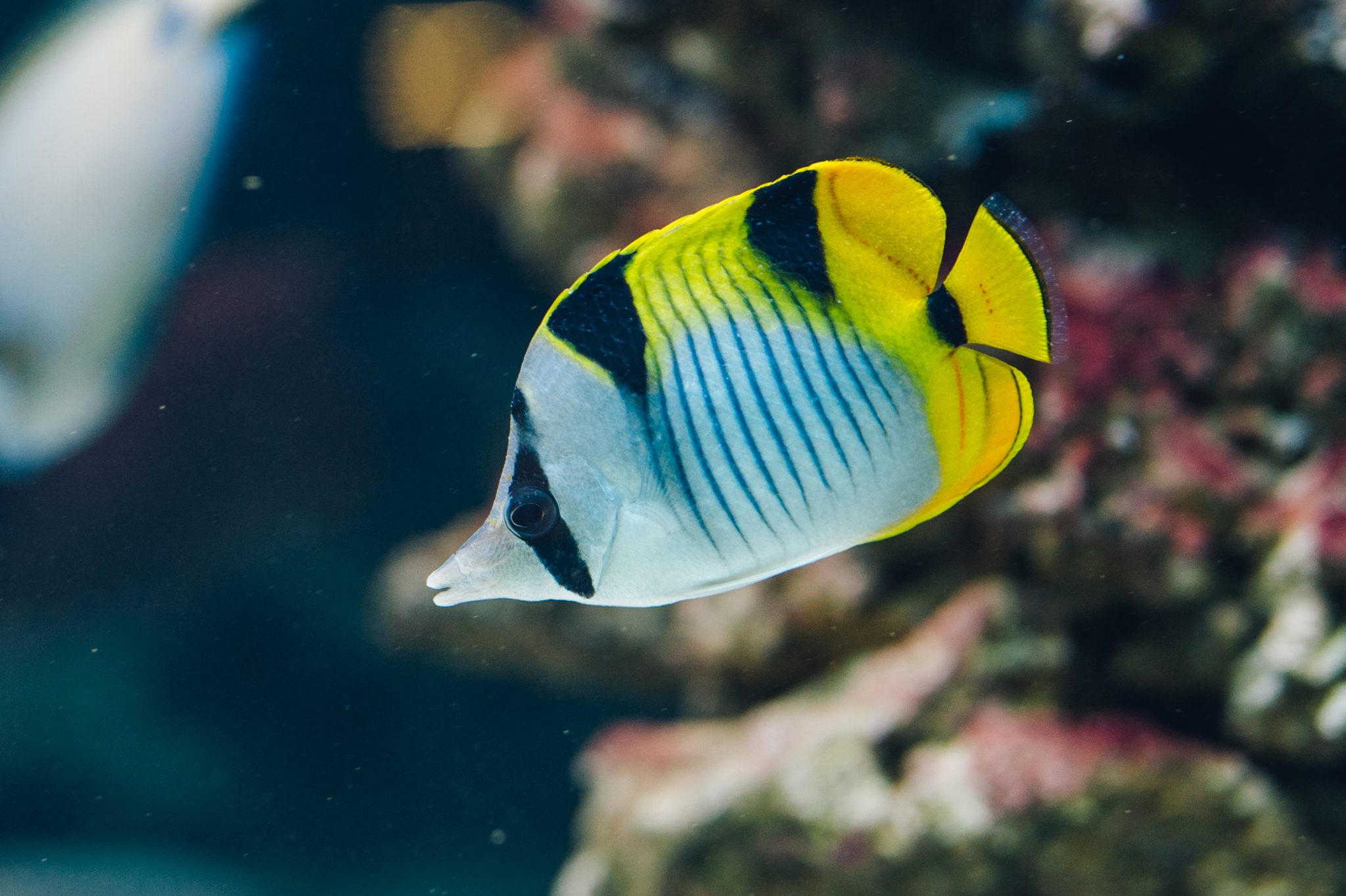 20-facts-about-butterfly-fish