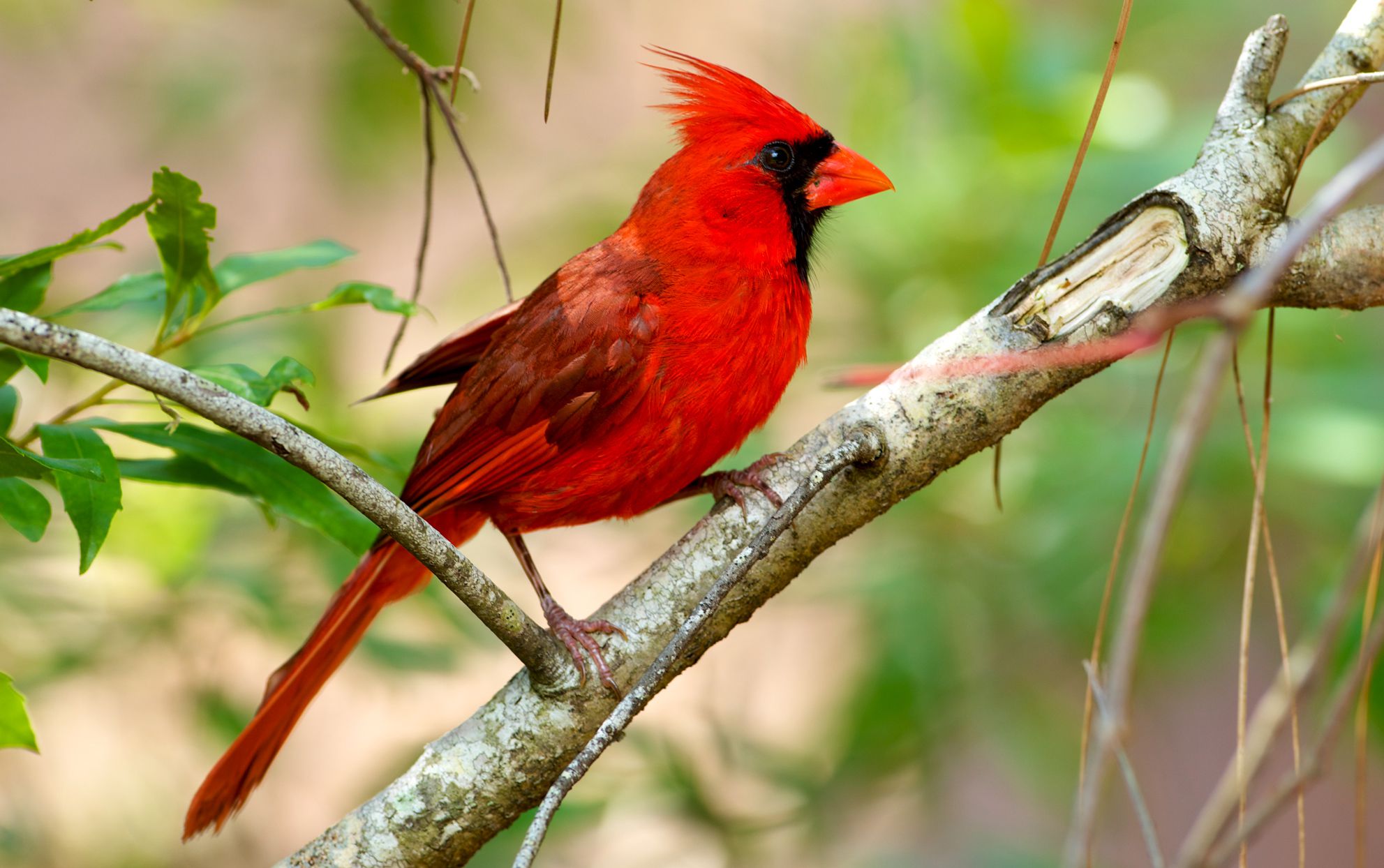 20-facts-about-cardinal-birds