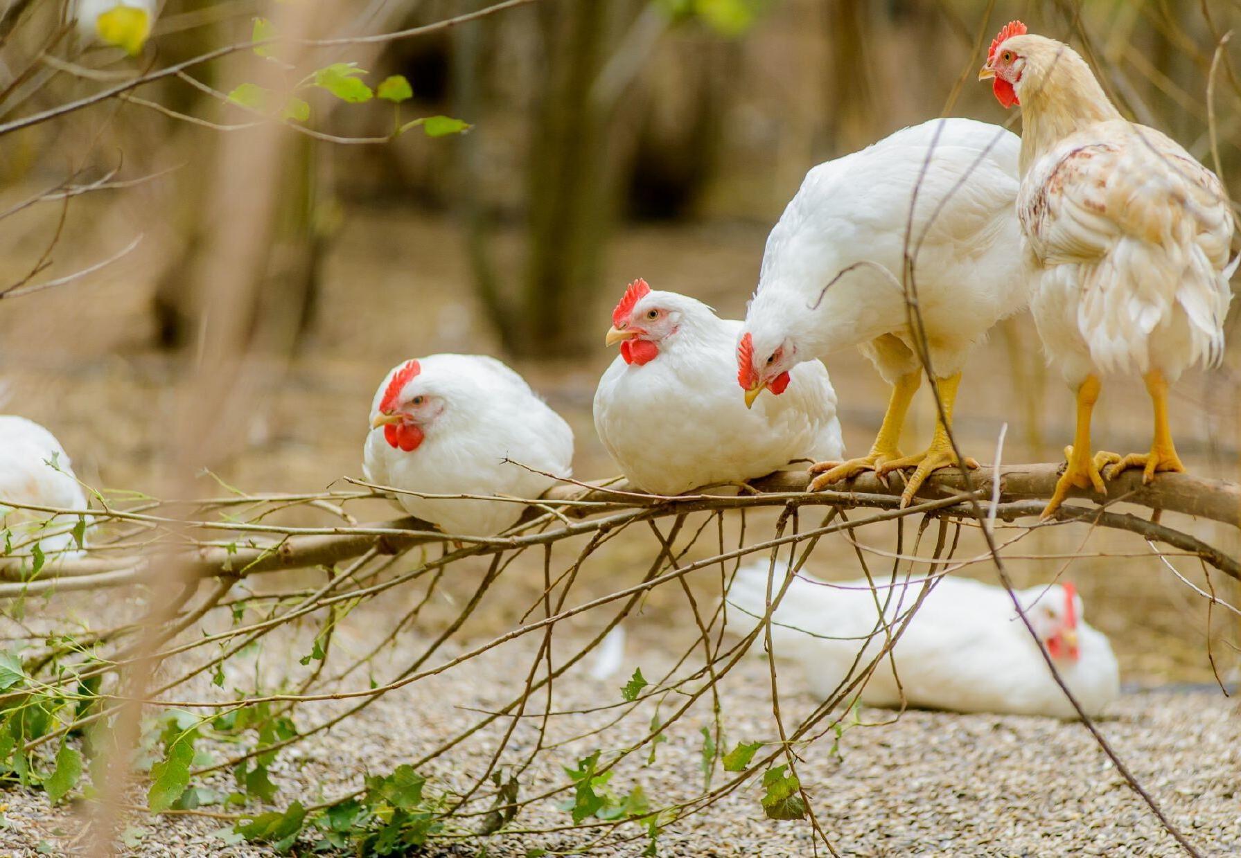 20-facts-about-chickens