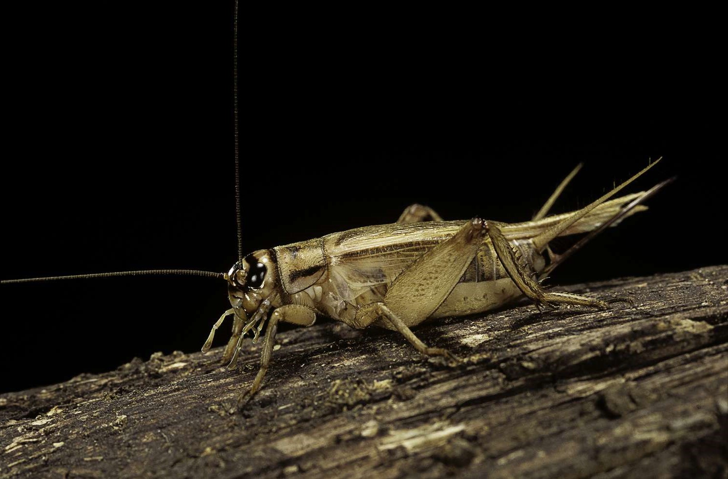 20-facts-about-crickets