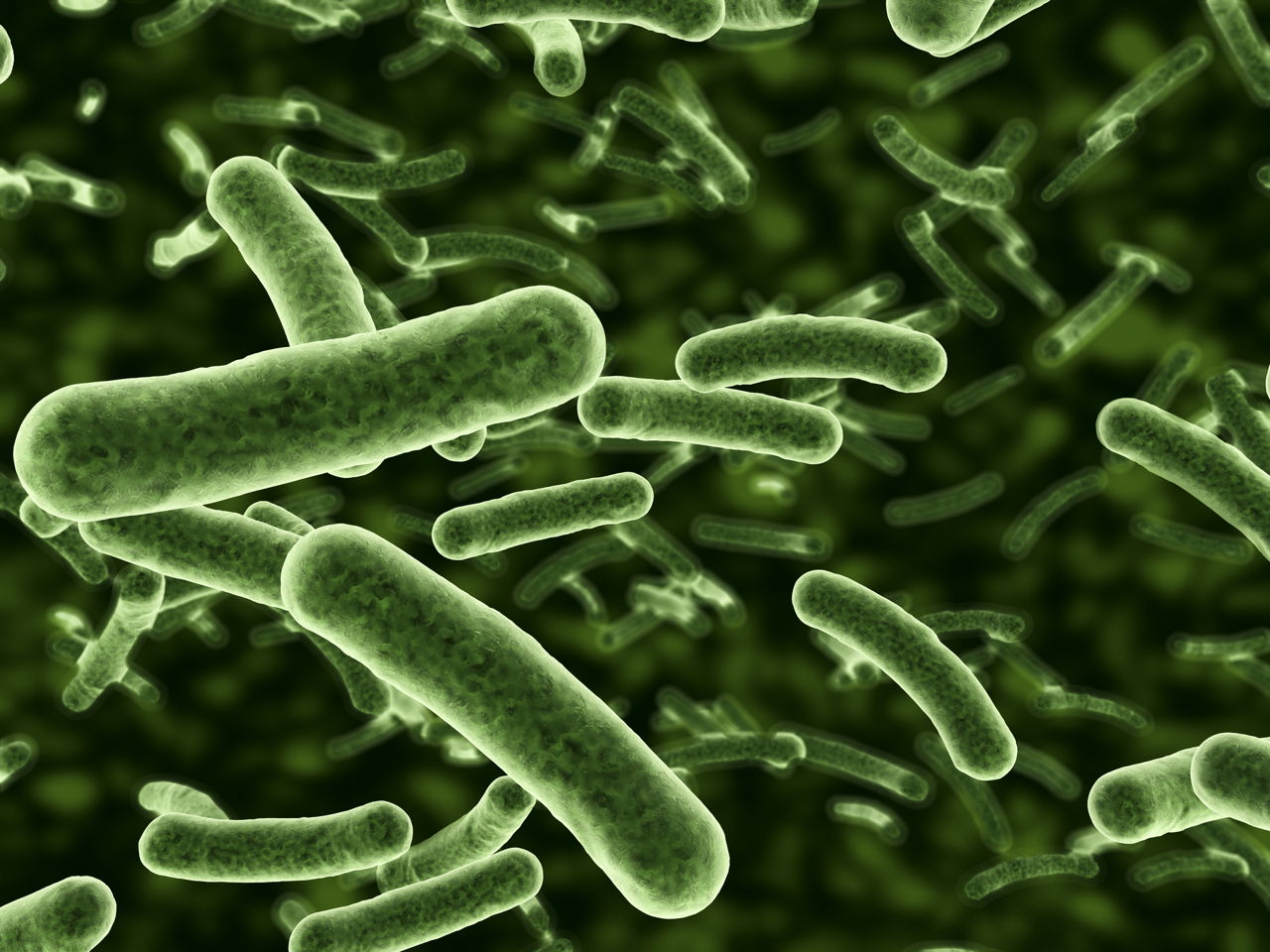 20-facts-about-eubacteria-microbial-marvels