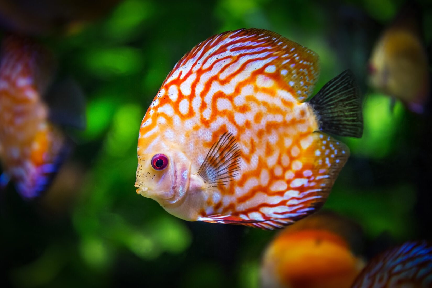 20-facts-about-fish-you-didnt-know