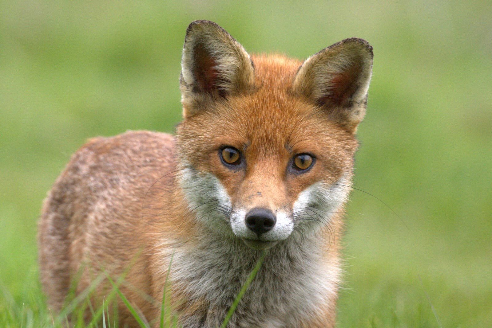 20-facts-about-foxes