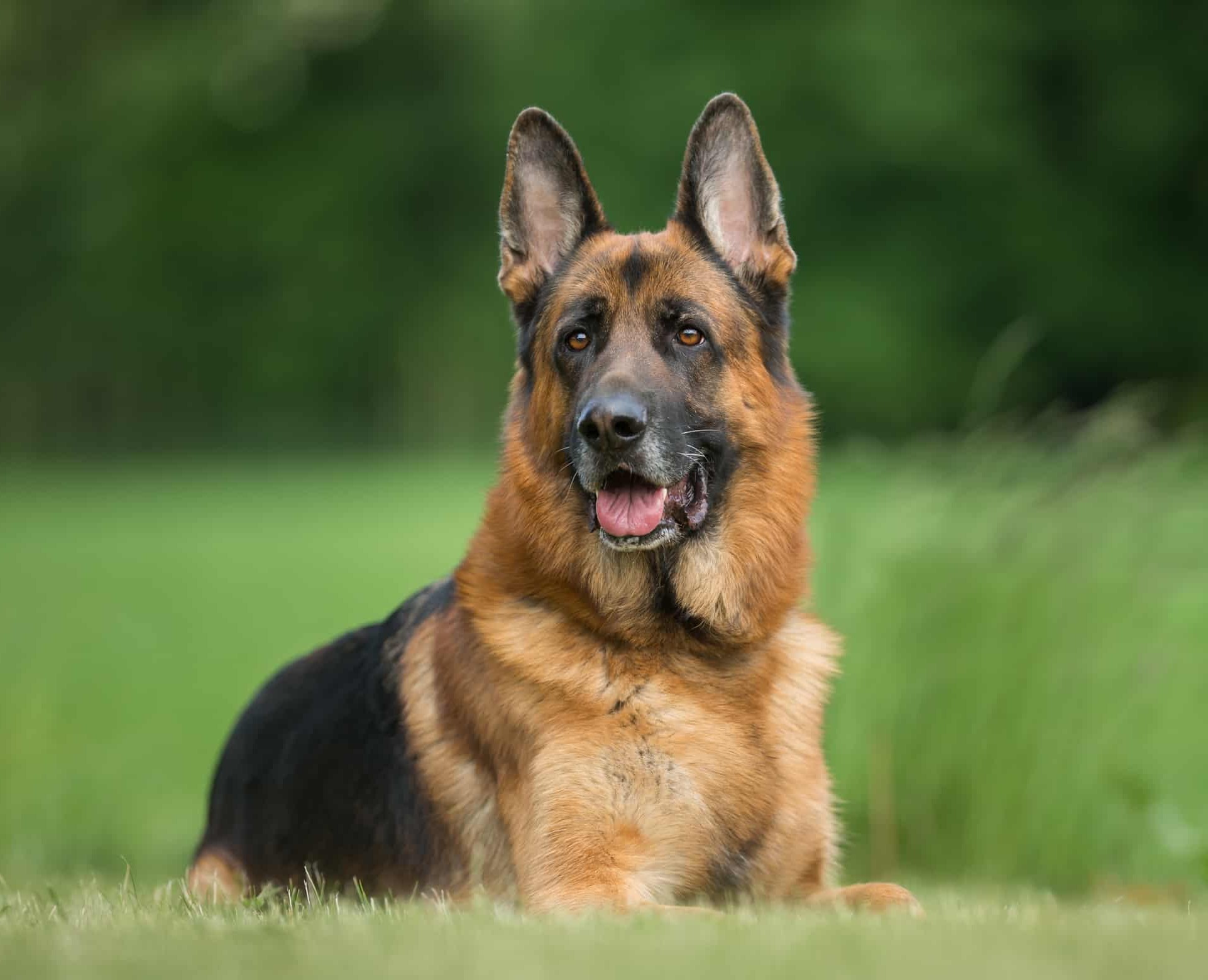 20-facts-about-german-shepherds-you-must-know