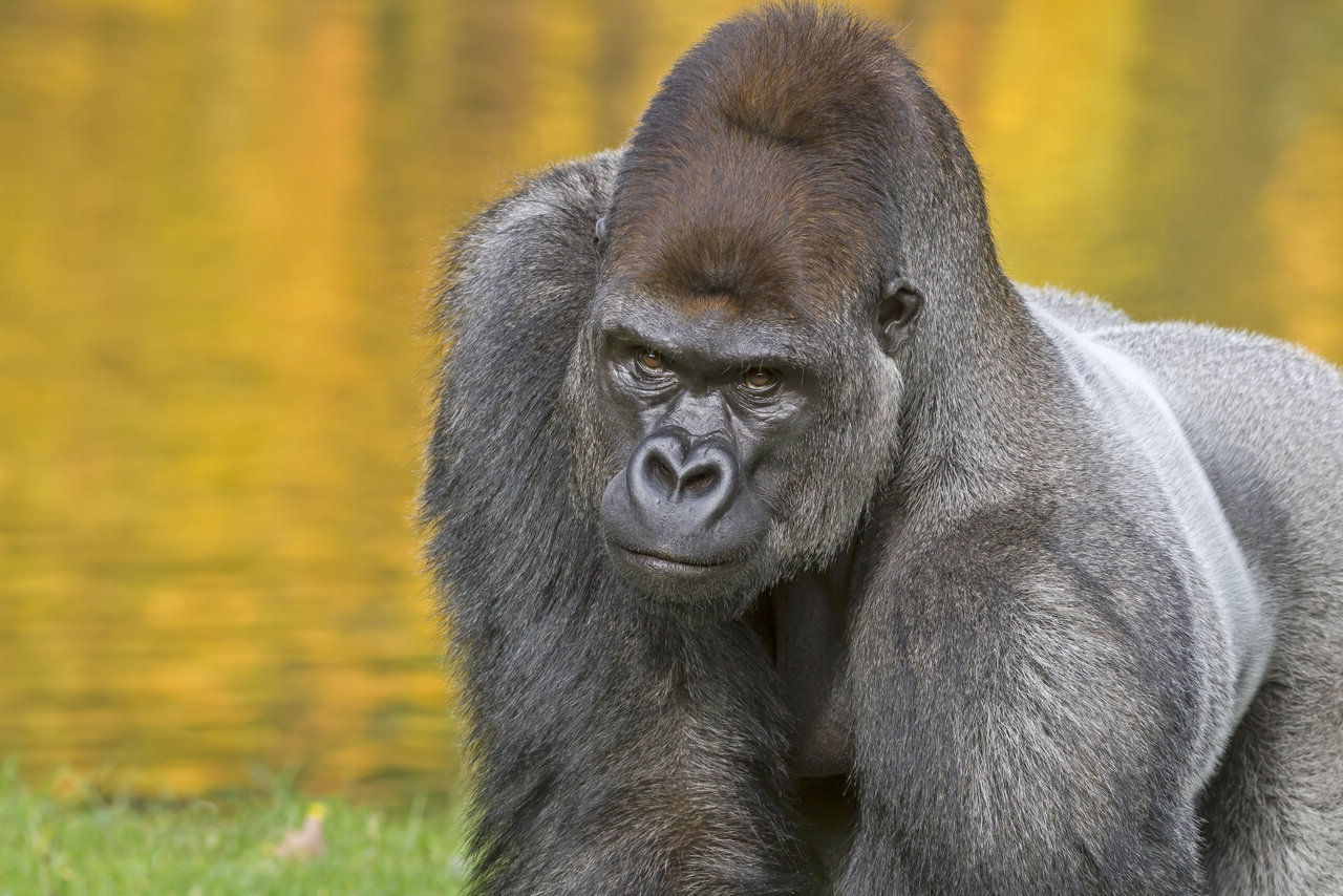 20-facts-about-gorilla-behavior
